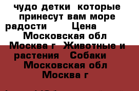 чудо детки, которые принесут вам море радости!!!! › Цена ­ 8 000 - Московская обл., Москва г. Животные и растения » Собаки   . Московская обл.,Москва г.